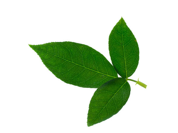 istock Close up leaf of damask rose on white background 1208518900