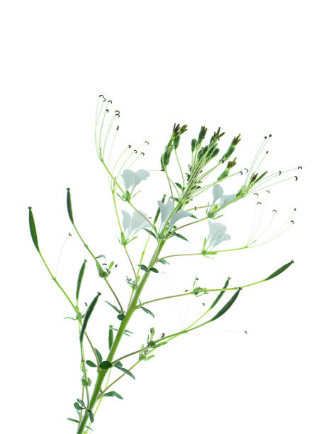 istock Wild spider flower on white backgroun 1208518904