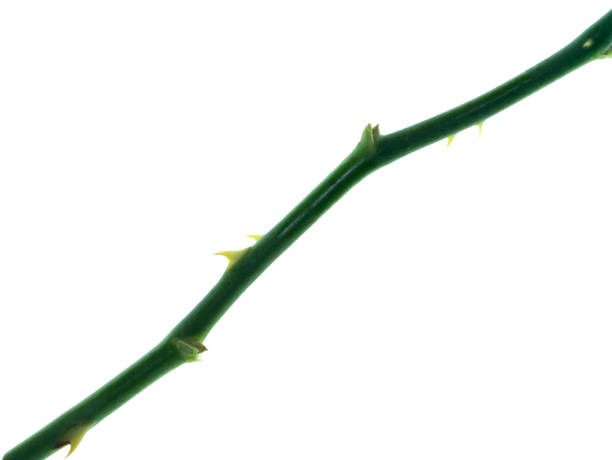 istock Close up branch of damask rose tree on white background 1208518909