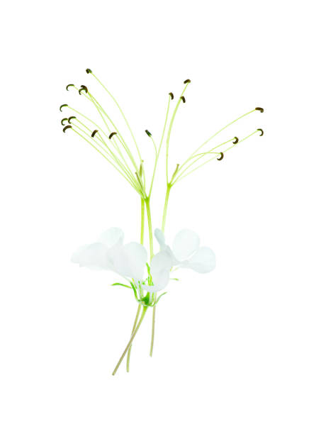 Wild spider flower on white backgroun Wild spider flower on white background. (Cleome gynandra) spider flower stock pictures, royalty-free photos & images