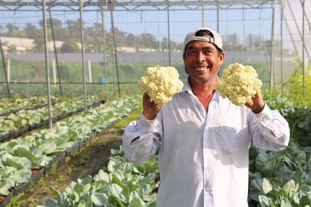istock Greenhouse Farming 1208519091