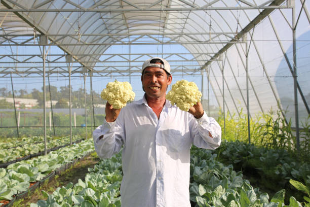 istock Greenhouse Farming 1208519092