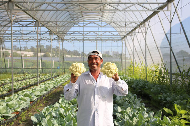 istock Greenhouse Farming 1208519093