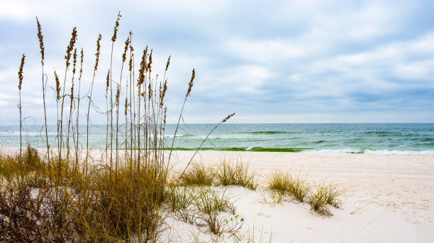 gulf islands national seashore - sand sea oat grass beach sand dune imagens e fotografias de stock