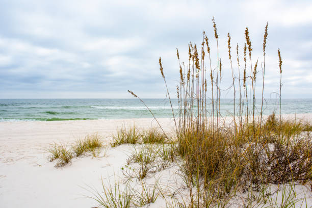 costa nazionale delle isole del golfo - sand beach sand dune sea oat grass foto e immagini stock