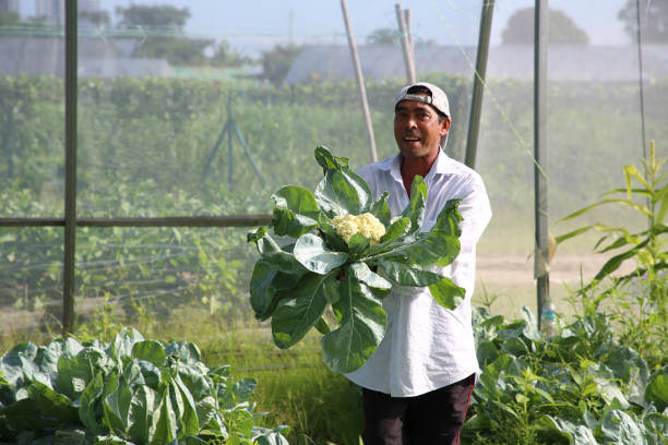 istock Greenhouse Farming 1208520252