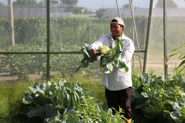 istock Greenhouse Farming 1208520255