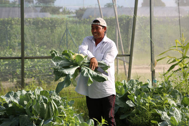 istock Greenhouse Farming 1208520257