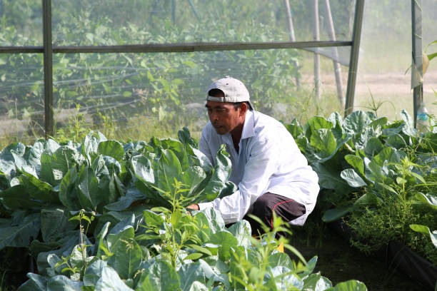 istock Greenhouse Farming 1208520258
