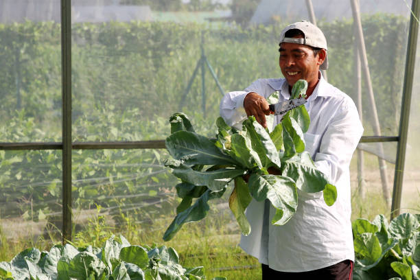 istock Greenhouse Farming 1208520260