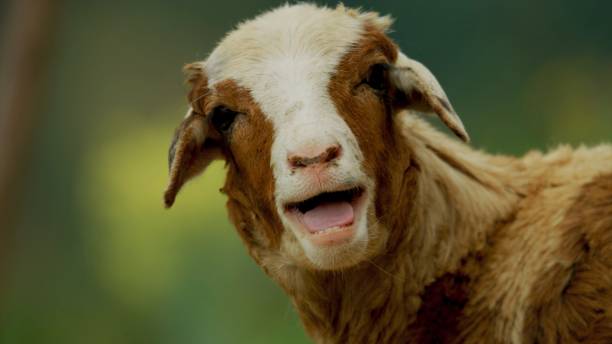 istock Young sheep with brown hair 1208521095