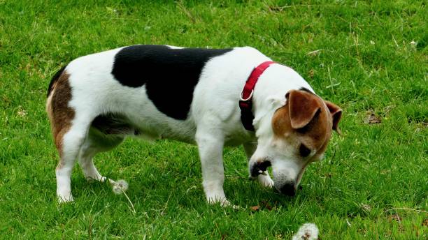 istock A purebred dog with a collar bowed its head over the grass 1208521099