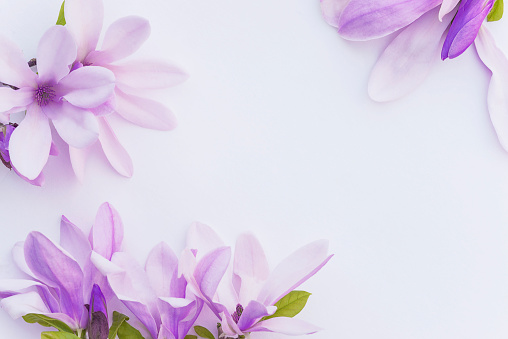 Purple magnolia flowers on white background