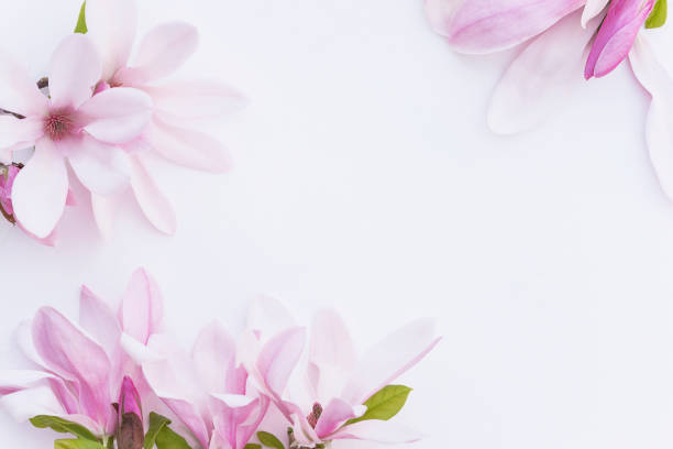 Purple magnolia flowers on white background