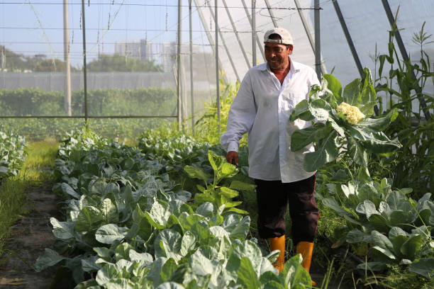 istock Greenhouse Farming 1208522758