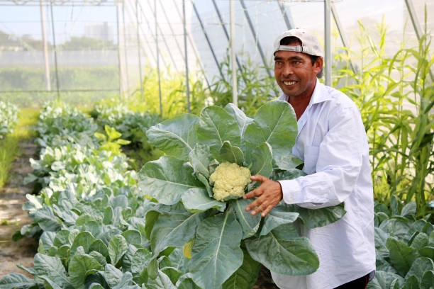 istock Greenhouse Farming 1208522760