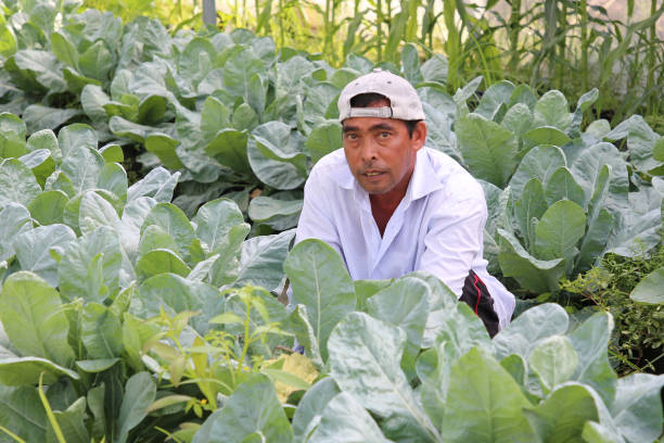 istock Greenhouse Farming 1208522763