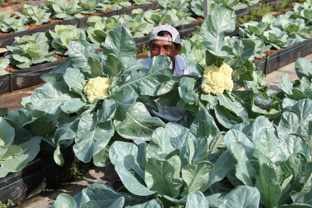 istock Greenhouse Farming 1208522765