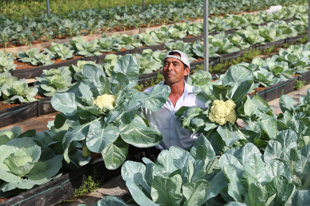 Greenhouse Farming
