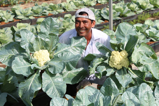 istock Greenhouse Farming 1208522775