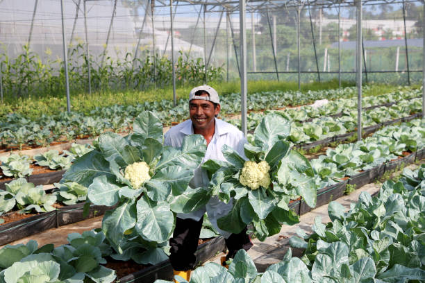 istock Greenhouse Farming 1208522777