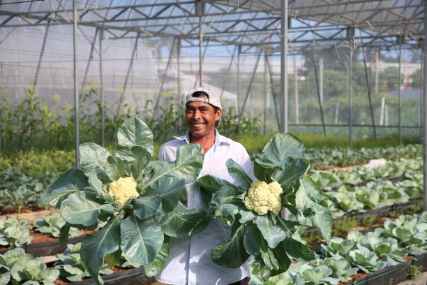 istock Greenhouse Farming 1208522779