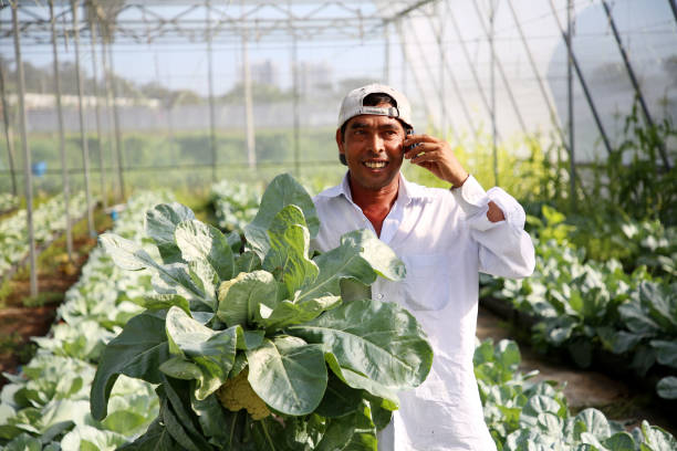 istock Greenhouse Farming 1208522782