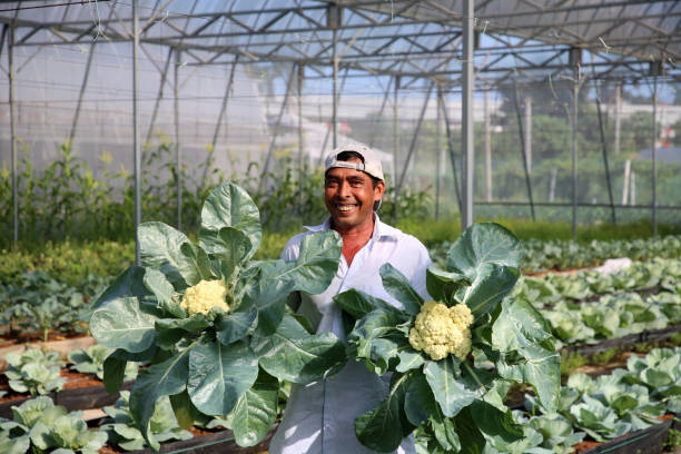 istock Greenhouse Farming 1208522788
