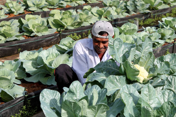 istock Greenhouse Farming 1208522790