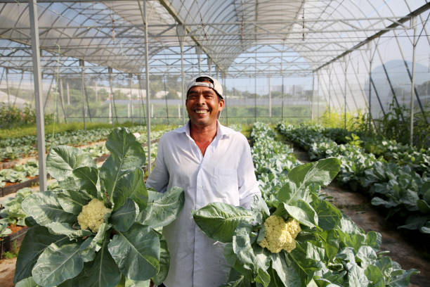 istock Greenhouse Farming 1208522791