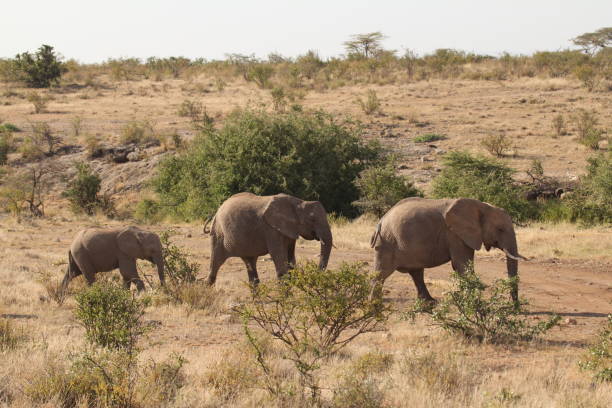 istock Elephant Family Grazing on Grassland 1208524644