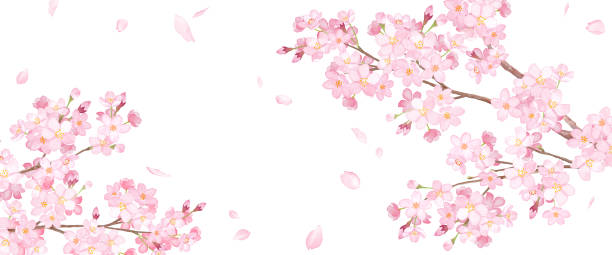 春の花:桜と落ちる花びら非対称背景水彩画 - 桜吹雪点のイラスト素材／クリップアート素材／マンガ素材／アイコン素材