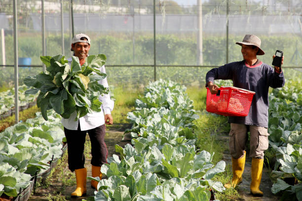 istock Greenhouse Farming 1208525701