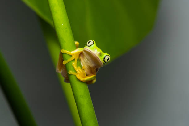 Lemur leaf frog Lemur leaf frog climbing up a plant glass frog stock pictures, royalty-free photos & images
