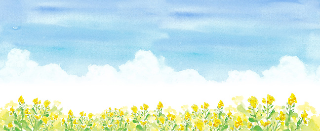 Blue sky and rape field, watercolor illustration trace vector
