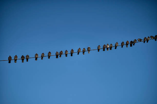istock Birds on a wire with a blue sky background, sunny day 1208532620