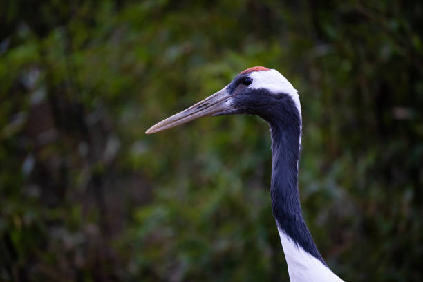 Closeup of a manchurian crane in front of a bush