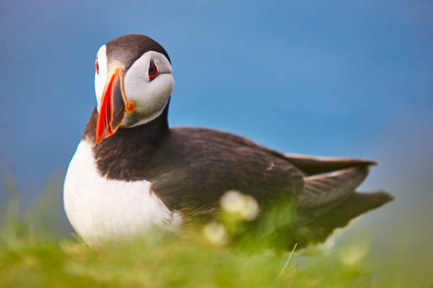 istock Puffin on Mykines cliffs and atlantic ocean. Faroe birdlife 1208536770