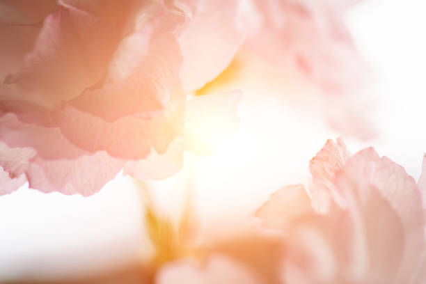 Sakura with sun Close up cherry blossom for nature background single flower photos stock pictures, royalty-free photos & images