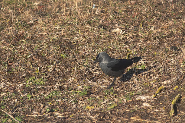 istock young crow looking for food on a dry lawn 1208538094