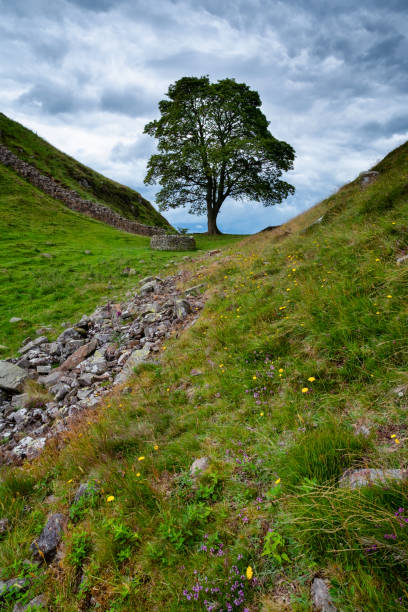 istock Sycamore Gap And Hadrian's Wall 1208539737