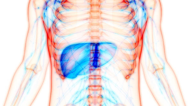 istock Human Internal Digestive Organ Liver Anatomy 1208541810