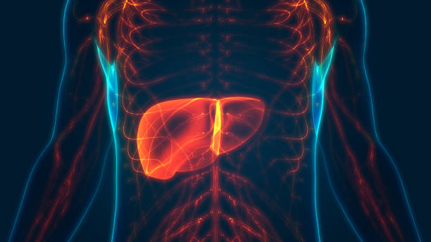 anatomie du foie d’organe digestif humain - human internal organ photos et images de collection