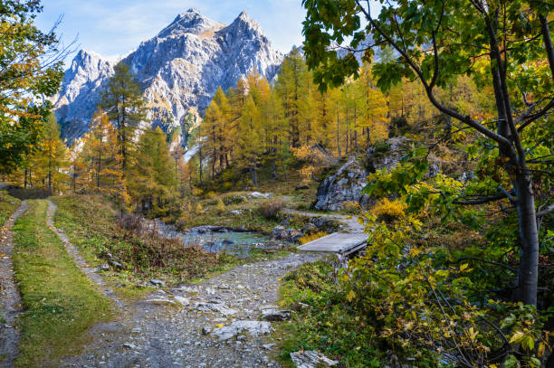 herbstalpenbachblick vom bergwanderweg zum tappenkarsee, kleinarl, land salzburg, österreich. - larch tree stone landscape sky stock-fotos und bilder