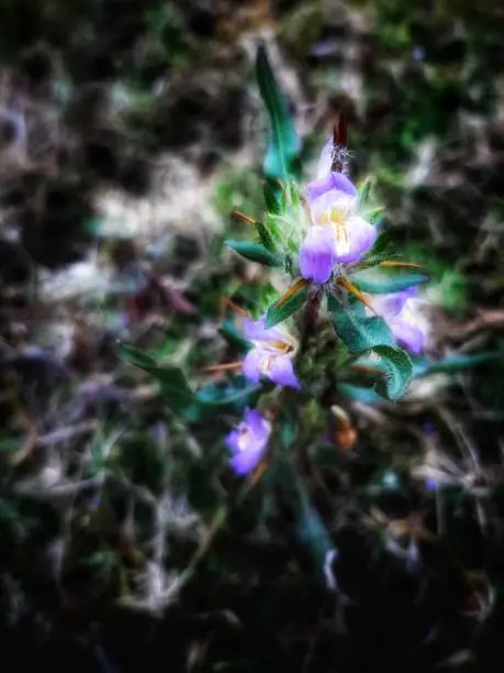 purple flower prickle