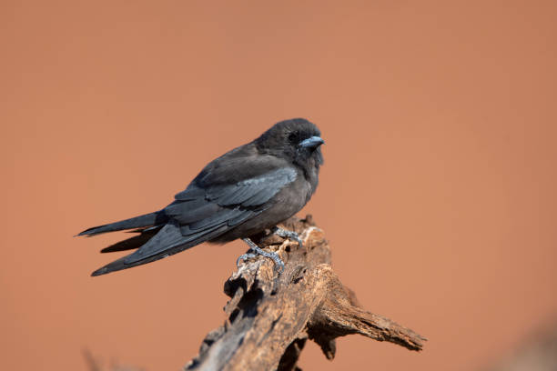 istock Despite global warming and its consequent fires and drought little woodswallows hold on. 1208543118