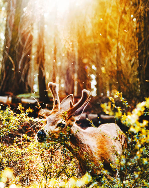 istock deer at yosemite national park 1208543420