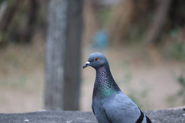 istock side shot of desert pigeon on rock 1208545373