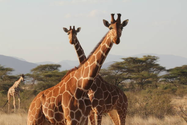 istock Giraffes Grazing on Dried Grassland 1208546599