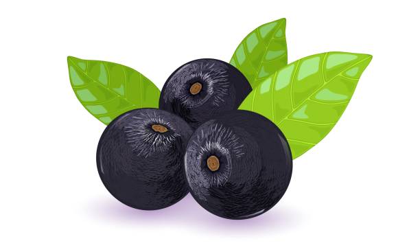 ilustrações, clipart, desenhos animados e ícones de palmeira madura ou frutos de açaí com folhas verdes. frutas redondas preto-roxo - healthy eating green drink non alcoholic beverage